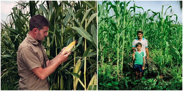 maize-us_mx.jpg